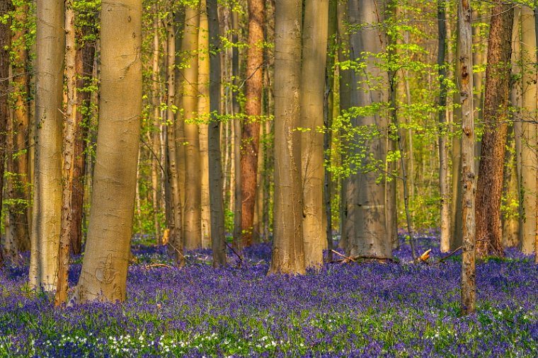 081 Hallerbos.jpg